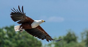 African Fish Eagle | The Animal Facts | Appearance, Diet, Behavior, Range
