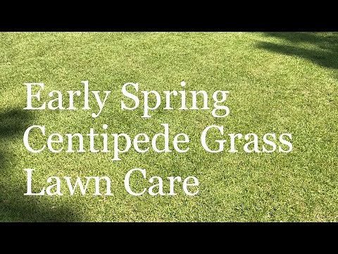 Early Spring Centipede Grass Lawn Care Tips | Prepare lawn for growing season