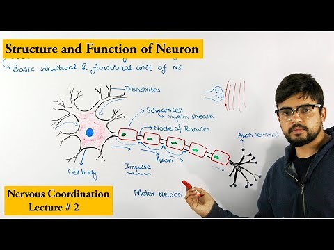 Neuron |How nervous system works|