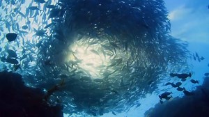 This is going to be EPIC! BLUE PLANET 2 with Sir David Attenborough Coming soon with amazing shark and marine life footage | Shark Guardian