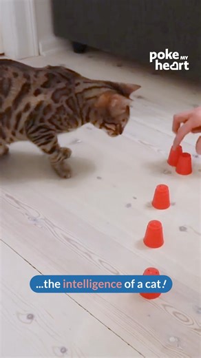 Ever seen a #Cat crush the cup shuffle game? #CleverCat #CatVsBall | Poke My Heart