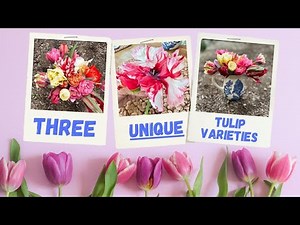3 Unique Tulip Varieties (Update on December Bulb Planting!)💐