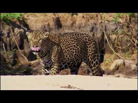 Planet Earth 2 [2016] - Jaguar Screen Time