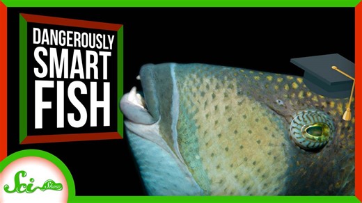 Dangerously smart: Why this fish almost beached itself