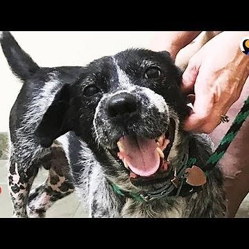 Abused Dog Rescued Just In Time Lives The Happiest Life Now | The Dodo