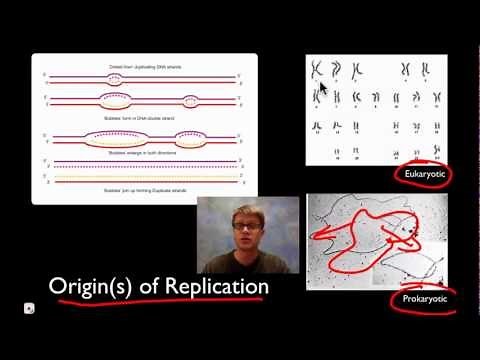 DNA Replication