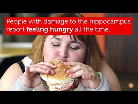 Five Ways Junk Food Changes the Brain | RMIT University