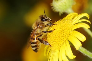 10 Large Bees in Minnesota (2023 Guide) - The Gardening Dad