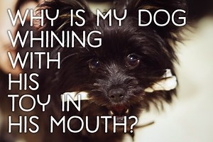 Why Is My Female Dog Whining and Carrying a Toy?
