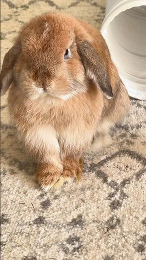 Angry Bunny Rabbit Thumping throwing Tantrum #shorts #petlovers #bunny #rabbit