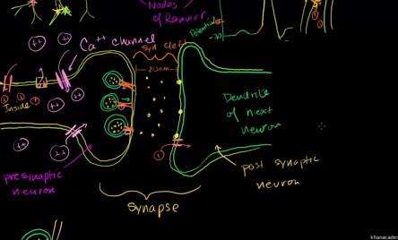 Neuronal synapses (chemical)