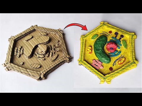 Cardboard Plant Cell Model | DIY Project | Holiday Homework