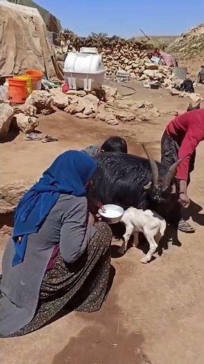 Nomadic life: Breastfeeding a goat to her baby