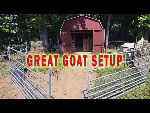 The Prefect Goat Barn Setup For Beginners