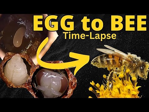 Incredible EGG to BEE Transformation Time-Lapse!