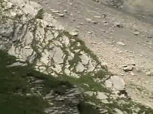 Mountain goat falls to its death