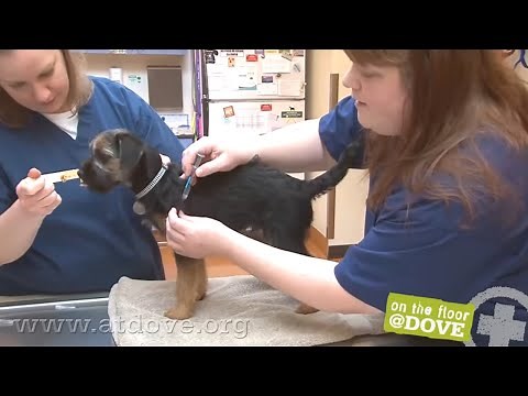 How to Administer Vaccines to Canine Patients