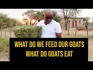 What do we feed our goats / What do goats eat