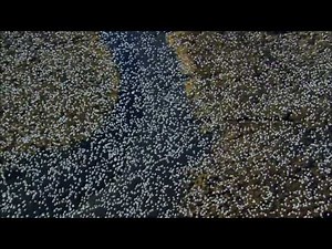 Planet Earth - Full Episode Documentary [HD]