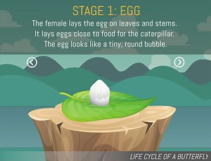 The Life Cycle of the Butterfly Animation - Noe Sanchez