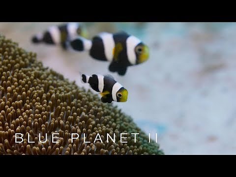 Family of clownfish work together - Blue Planet II: Episode 3 Preview - BBC