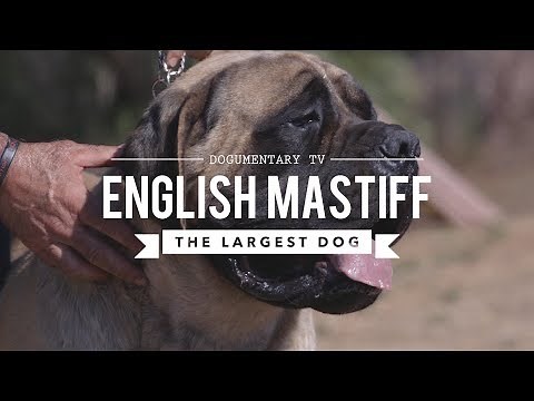 ALL ABOUT THE ENGLISH MASTIFF THE WORLD'S LARGEST DOG