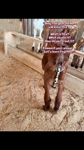 Understanding Goat Health Issues for Farmers