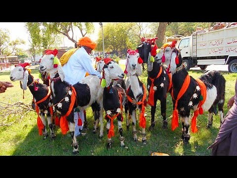 Dancing Goats | Compilation