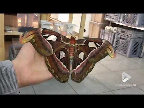 The biggest moth in the world!