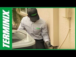 Get Expert Pest Control with Terminix Exterminators