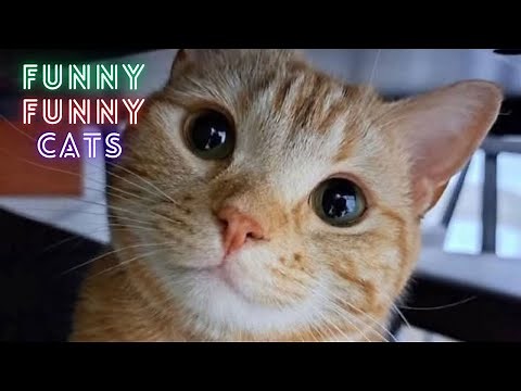 World’s Funniest Cats – 2 Hour Compilation You Can’t Pause 😂😹 2 Hours of Viral Cat Moments