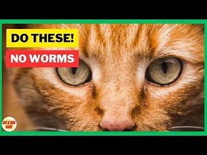 Treating Cat Worms at Home and Getting Rid of Worms | Cat Worming / Cat Grooming