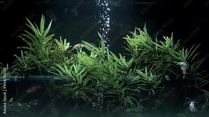 The Bubble Eye is a small variety of fancy goldfish with upward-pointing eyes that are accompanied by two large fluid-filled sacs.