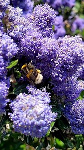 Have you ever heard the slow-motion buzz of a bumblebee? Sound up 🔊☝ Bumblebee wings rotate in a figure-of-eight as they are flapped up to 200 times per second ⏱️ 🎥 Tom Luck | Bumblebee Conservation Trust