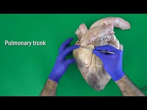 Anatomy of the Bovine Heart, Valves of the Heart