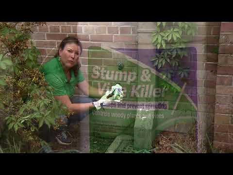 Here’s how to stop vines from taking over