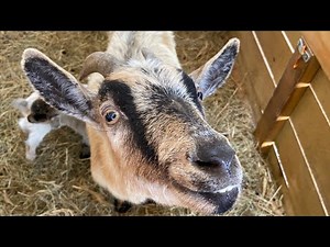 Ep. 65 ~ Nigerian Dwarf Goat Birth! ⚠️ WARNING GRAPHIC!! Labor & Delivery!