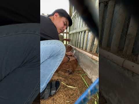 Emergency Case: “Goat Stomach Bloat Treatment procedure”