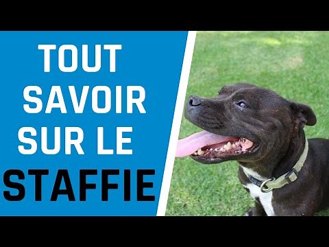 TOUT SAVOIR SUR LE STAFFIE: CARACTERE, COMPORTEMENT, PRIX...