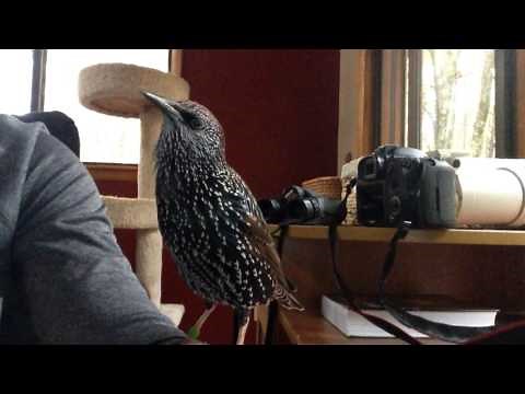 Starling Singing Bird Songs