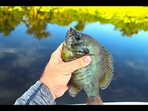 Fishing with Live CRICKETS for GIANT Bluegill (Surprising Results)!!