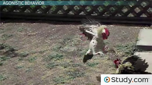 Social Behavior | Definition, Types & Examples