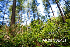 What Is A Food Forest? Here’s All You Need to Know