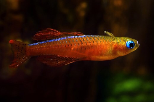 Red Neon Blue Eye Rainbowfish - Pseudomugil luminatus Fish Profile & Care Guide