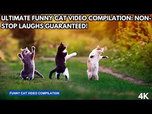 Ultimate Funny Cat Video Compilation: Non-Stop Laughs Guaranteed!