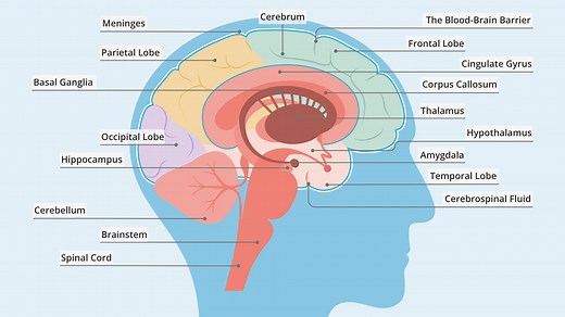 Parts of the Brain: A Complete Guide to Brain Anatomy and Functions
