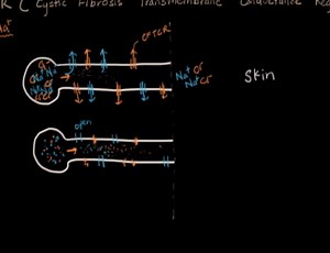 Cystic fibrosis pathophysiology