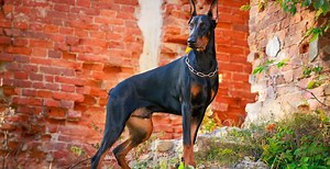 Doberman Breed Guide
