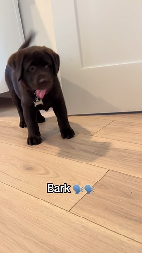 No why did i make this. im crying he was so small #labrador #petsoftiktok #labpuppy #labradorretriever #fyp #viral #chocolatelab #1min #longervideos #funnydog #thenvsnow