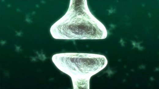 Synapses - Cells of the nervous system, neurotransmitters at synapses - Higher Human Biology Revision - BBC Bitesize